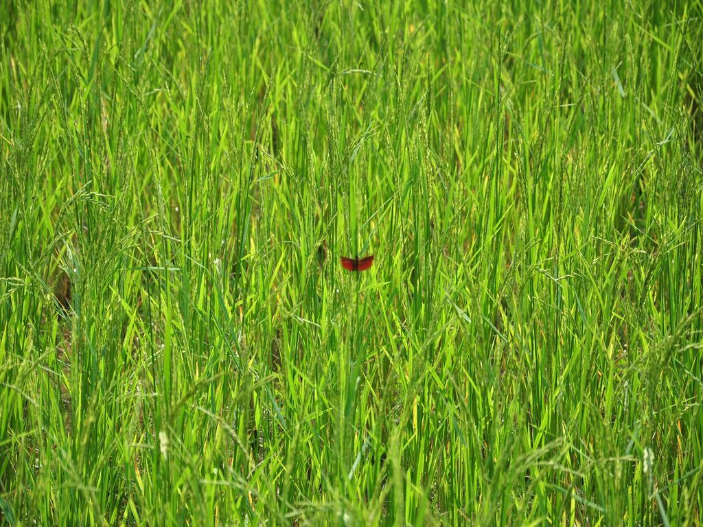 Viengtara Vangvieng Resort Vang Vieng Buitenkant foto